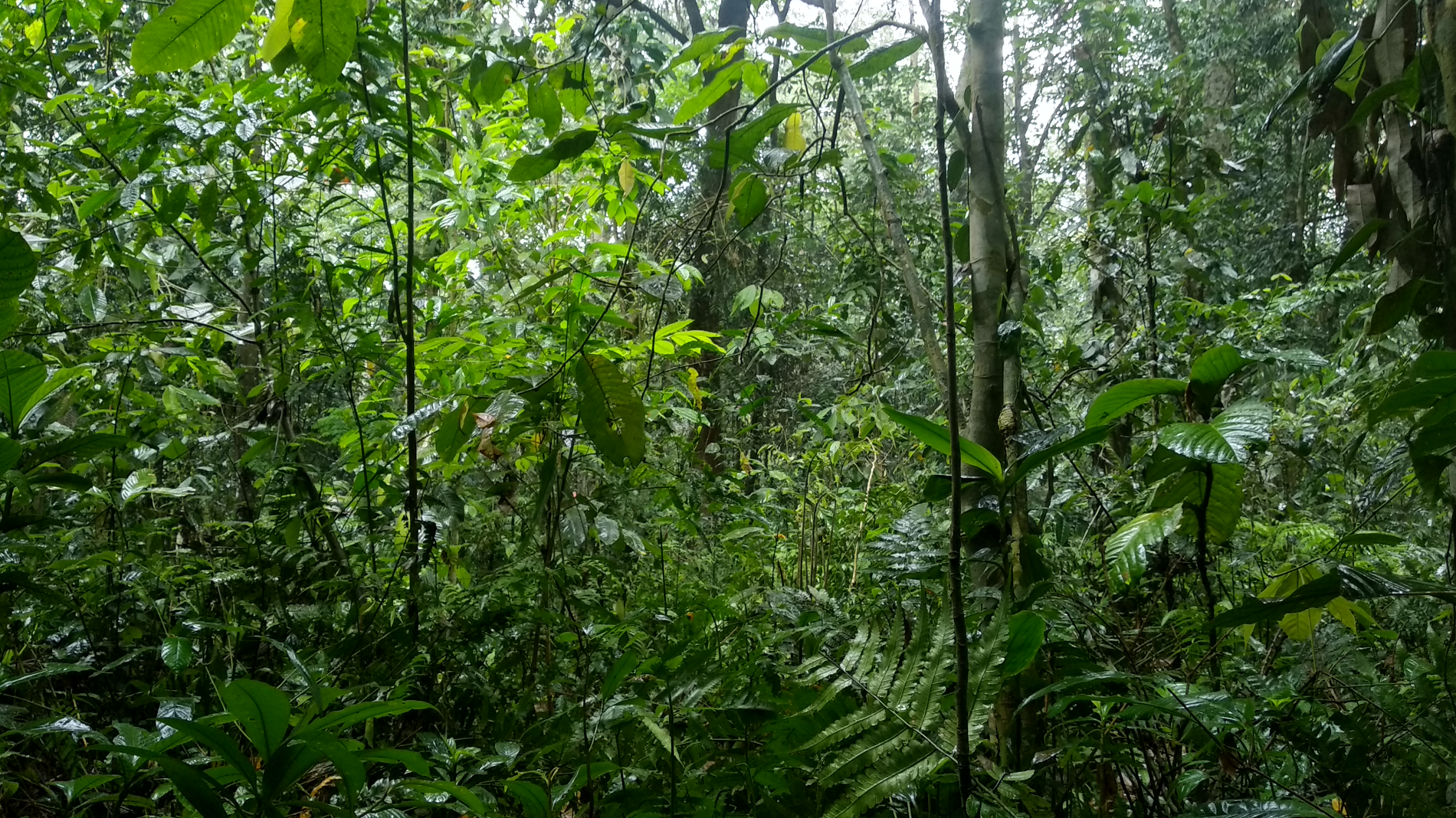 assam forest